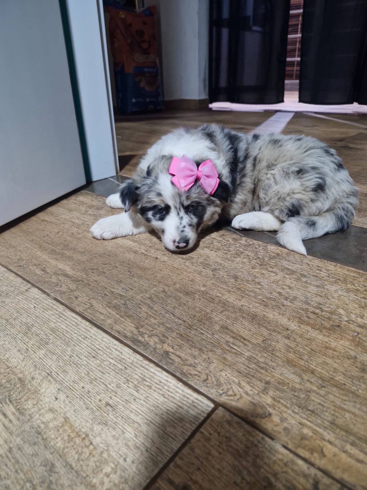 Border Collie  - Foto 4