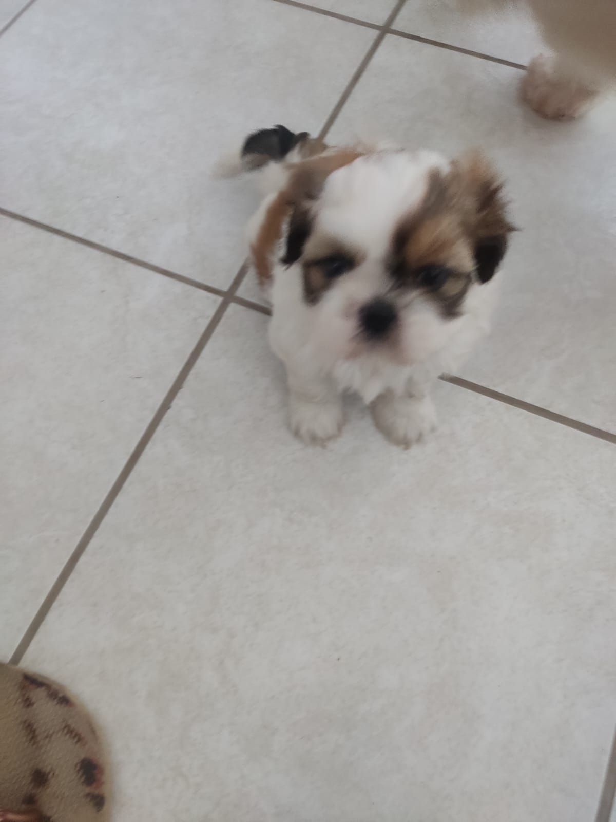 Portal Vendocão Vendo cão filhote  Recife