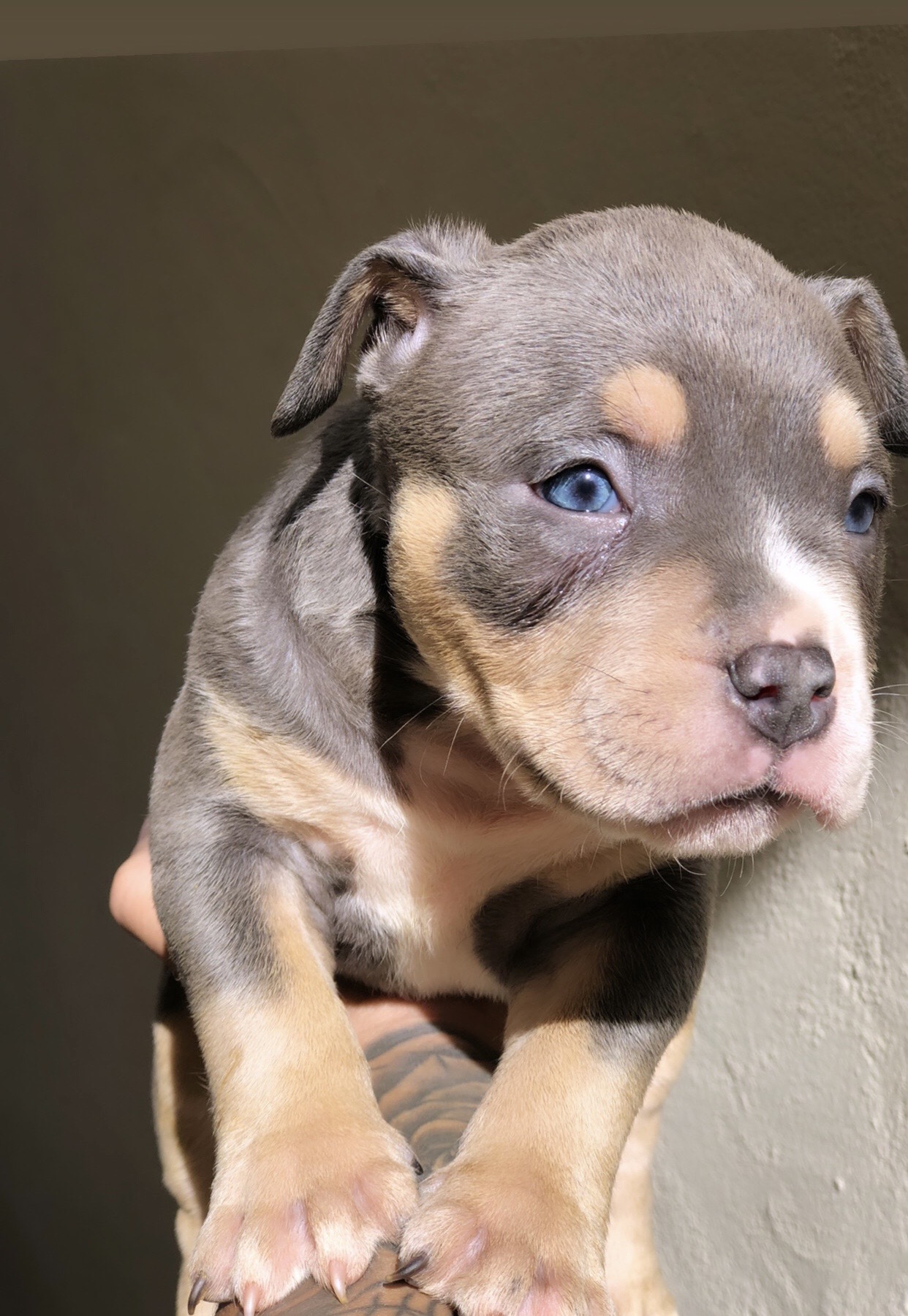 Portal Vendocão Filhotes american bully  Alvorada