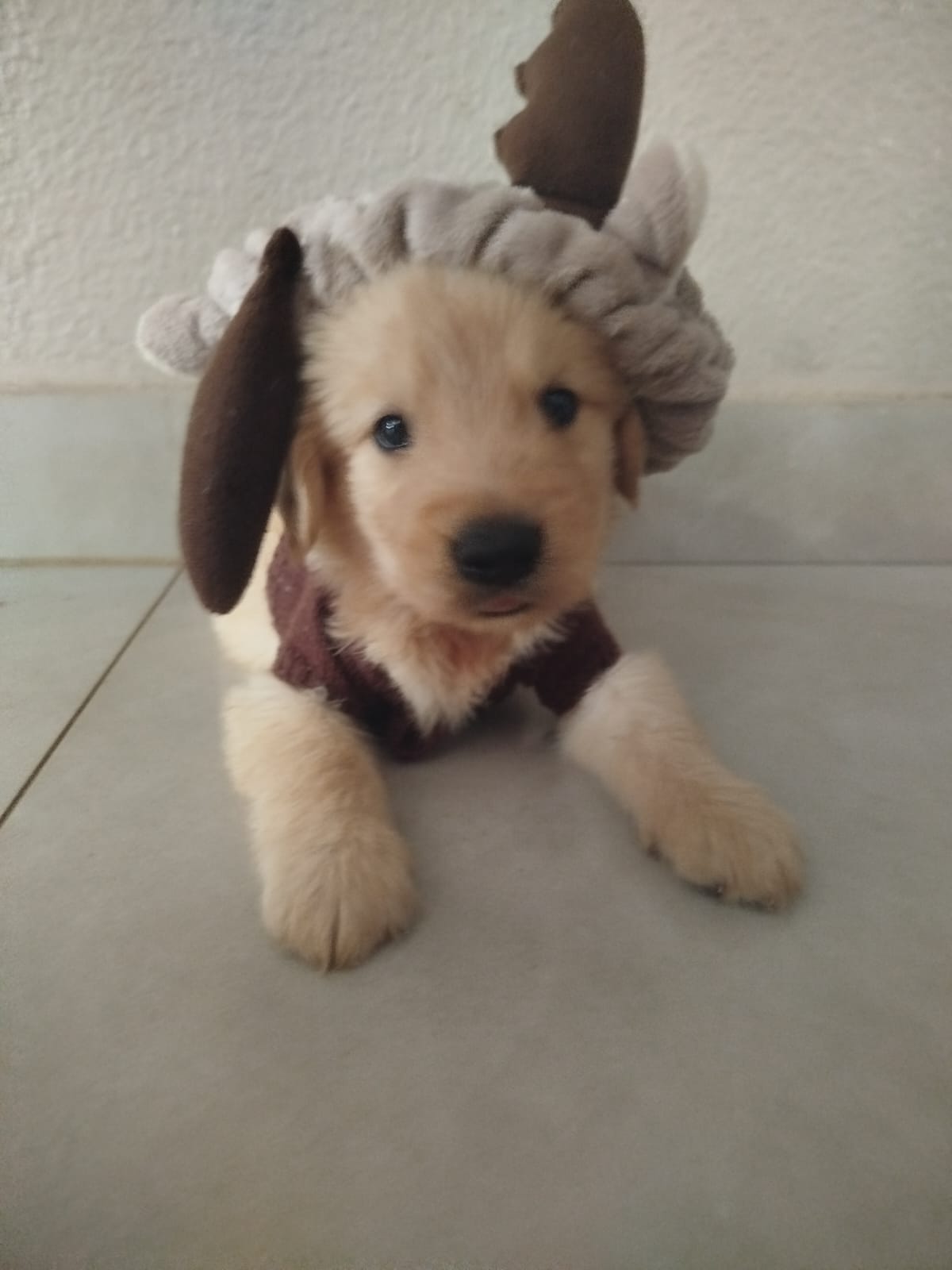 Portal Vendocão Golden Retriever  Sarandi 