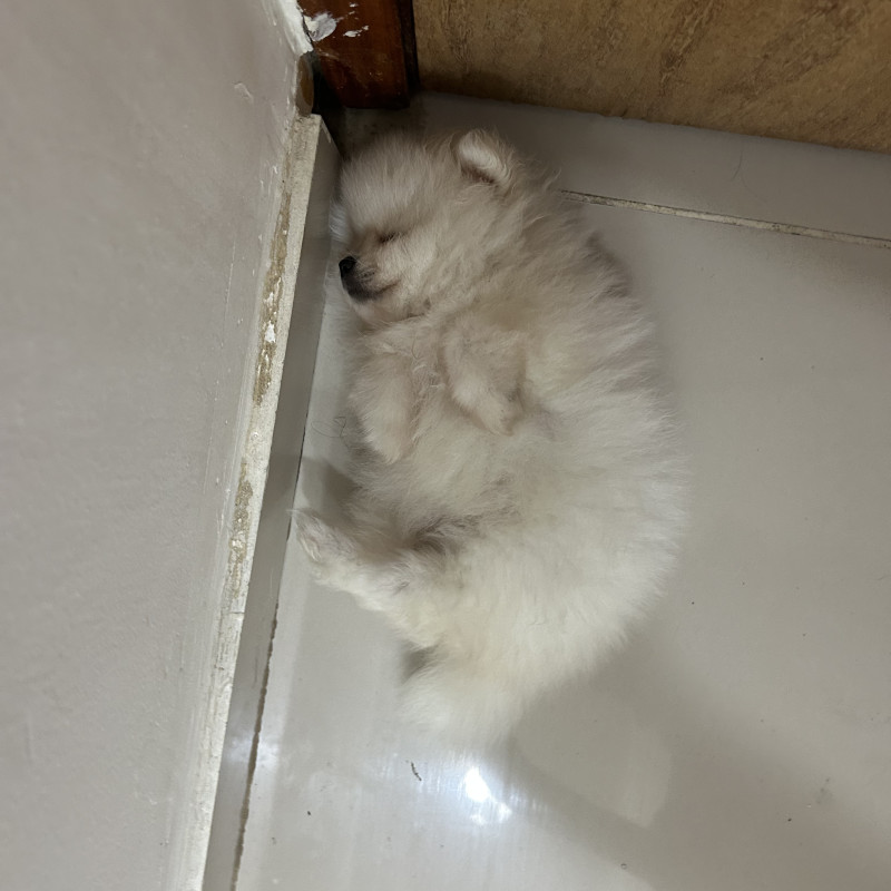 Lindos filhotes de spitz alemão - Foto 2