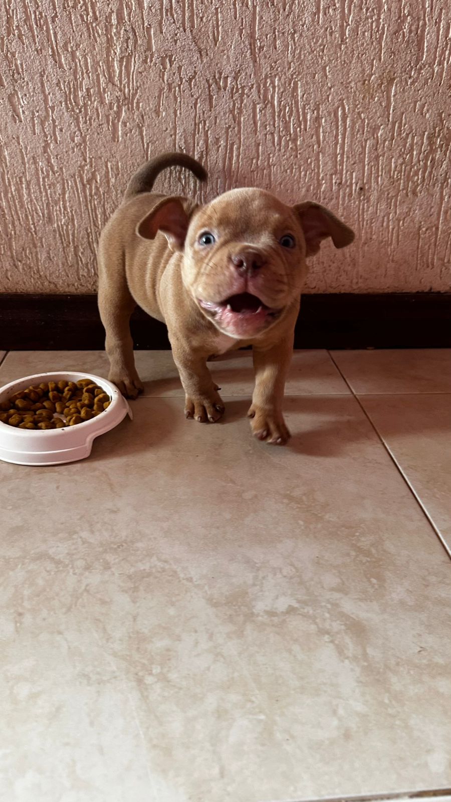 Portal Vendocão BSB - Filhotes American Bully Micro BrasÍlia