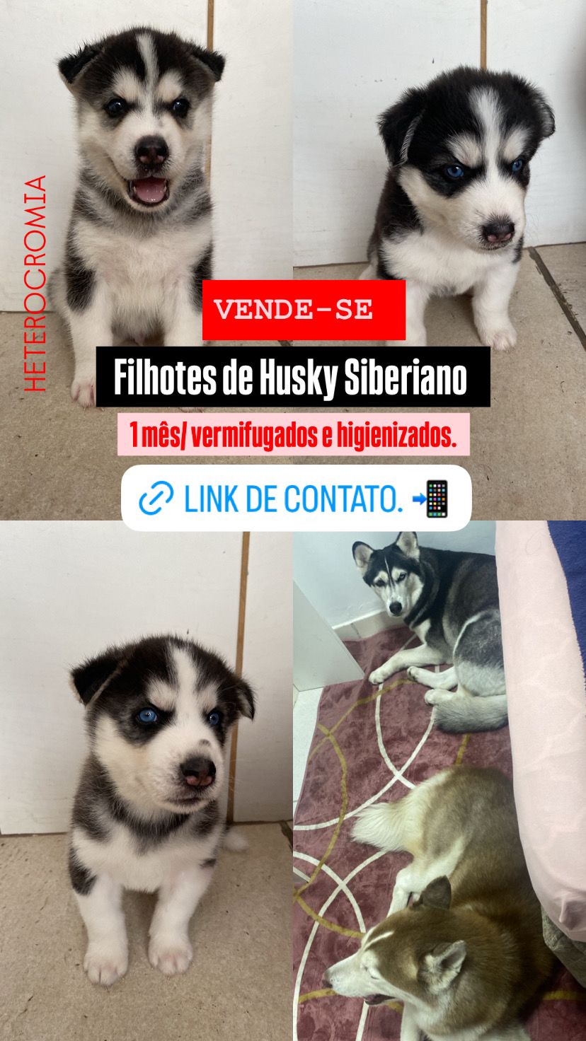 Vendo filhotes de Husky Siberiano - Foto 1