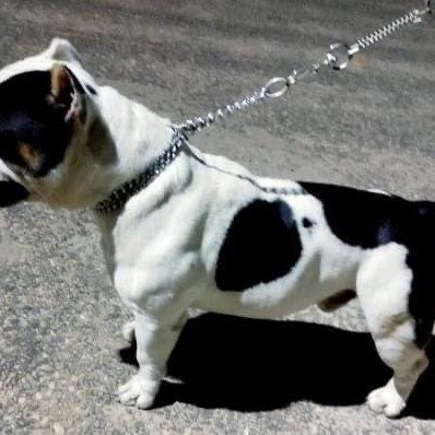 Cachorro american bully - Foto 3