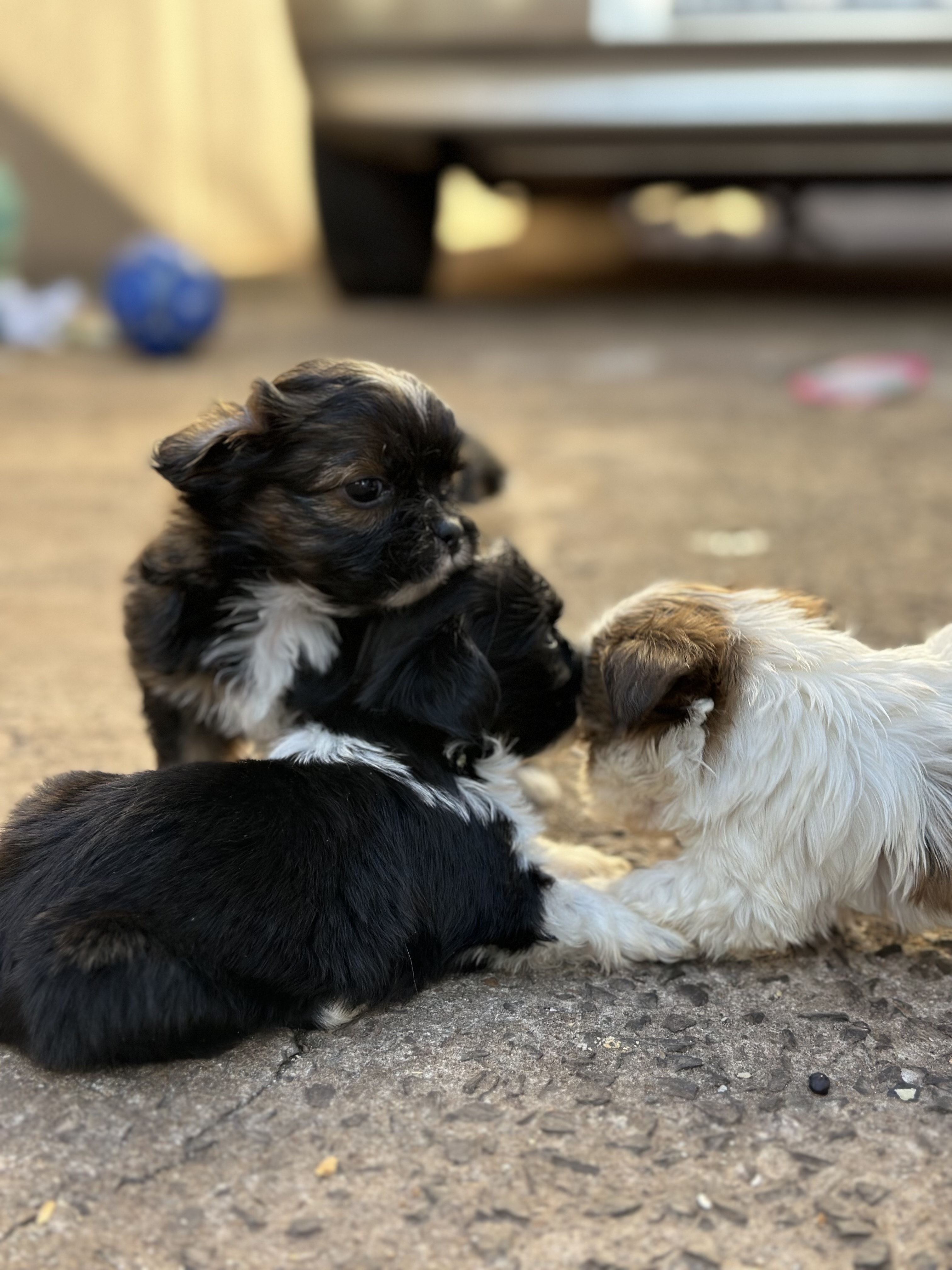 filhotes de Shih Tzu Apucarana