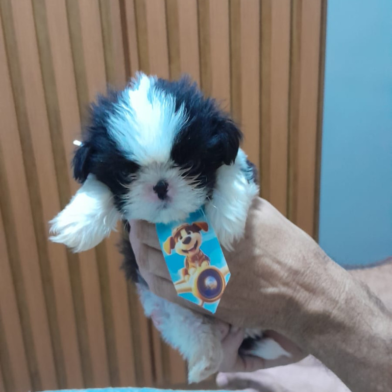 Lindos filhotes de Shih Tzu com 48 dias ,vermifugados e comendo ração,informações 21 97987 3433 zap - Foto 3