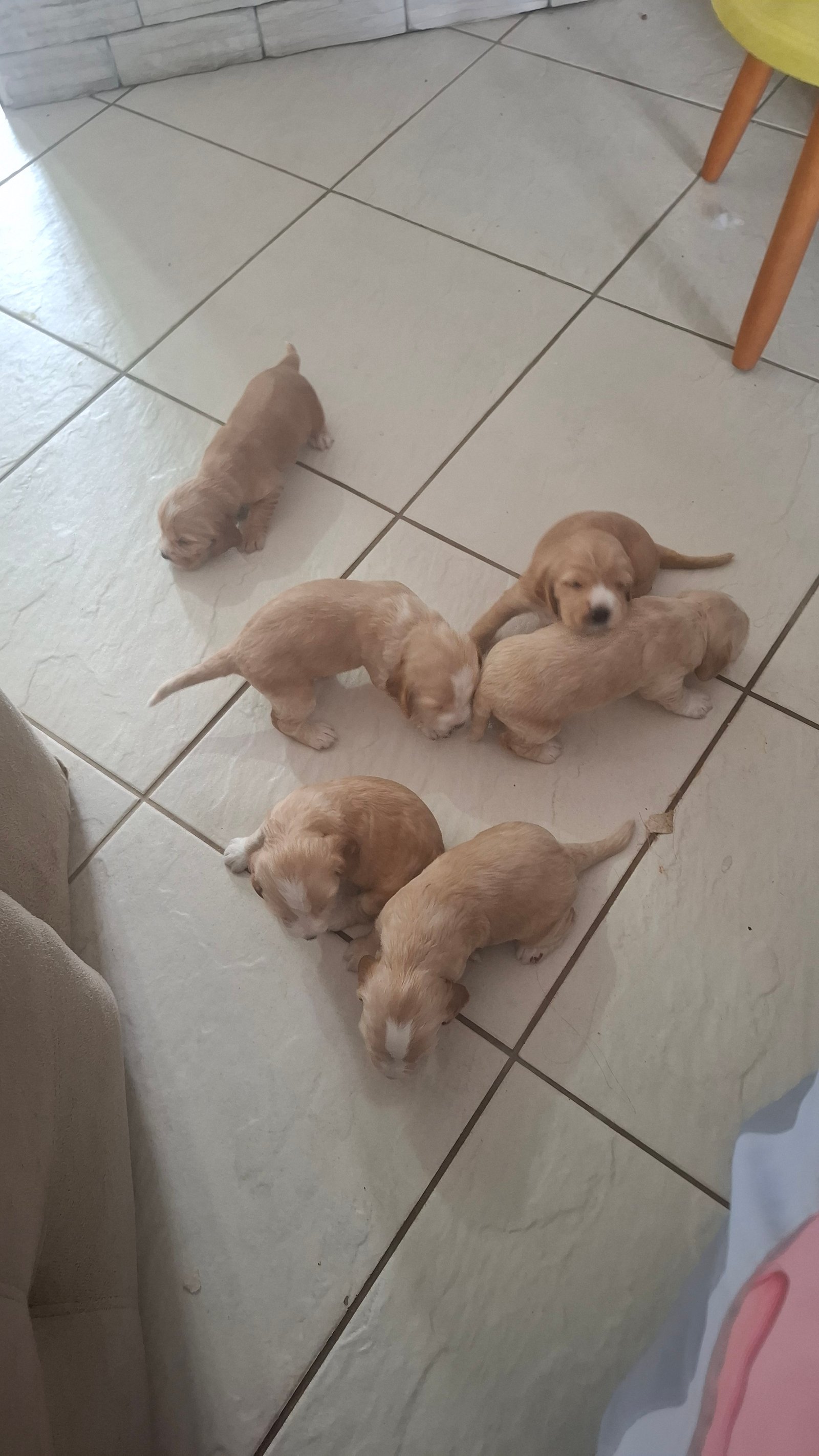 Filhote de cocker spaniel puríssimo 