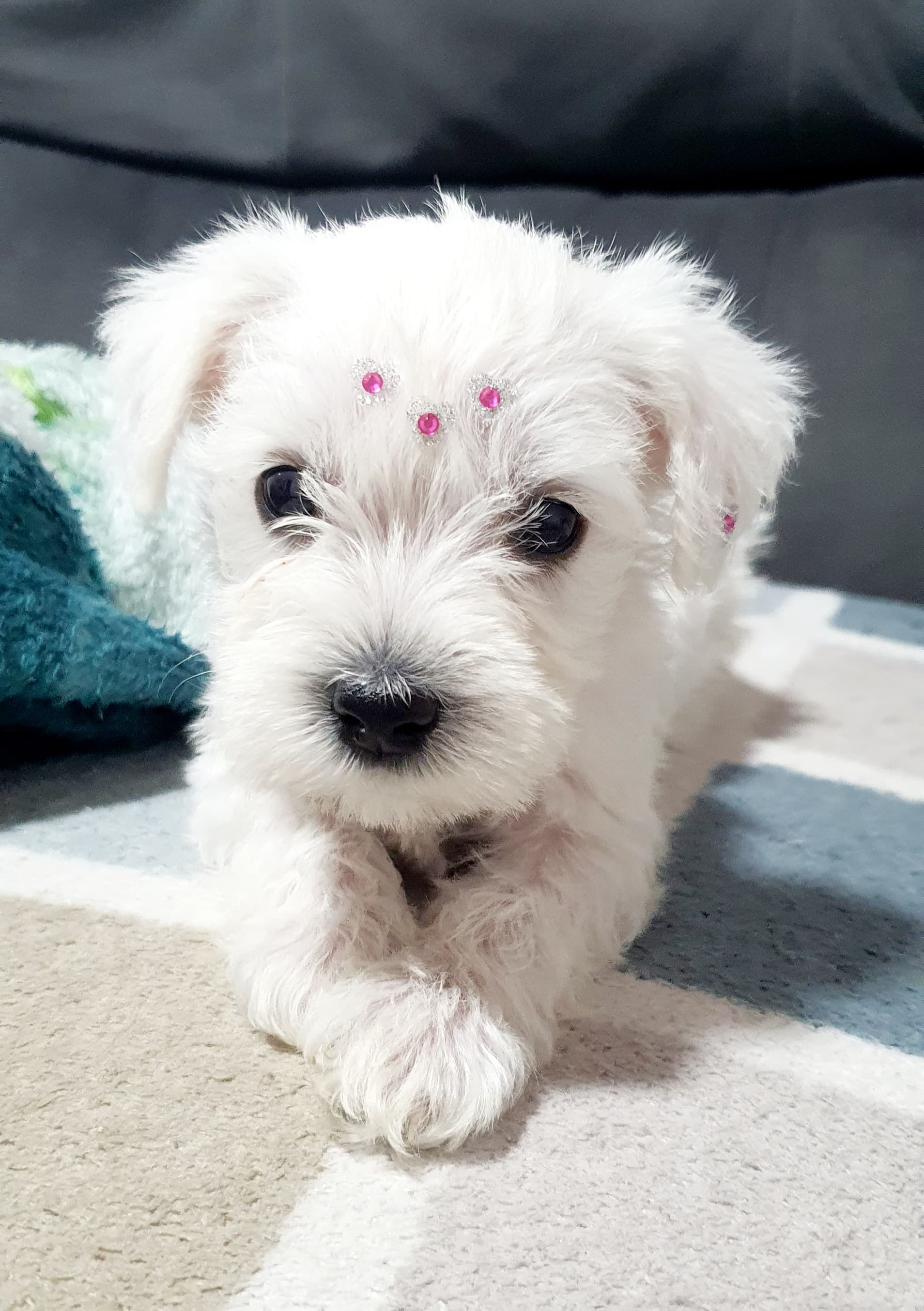 Portal Vendocão Belos Filhotes Schnauzer sumare