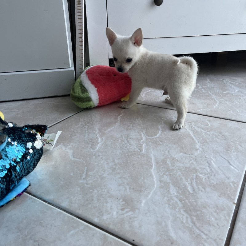 Lindos filhotes chihuahua e Lulu da Pomerânea - Foto 5