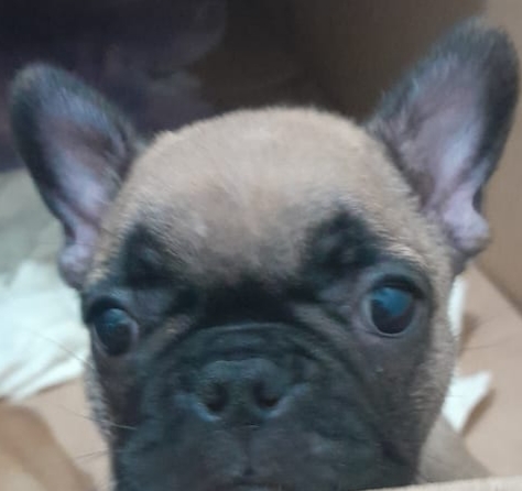 Lindas filhotes de Bulldogue Francês  - Foto 2