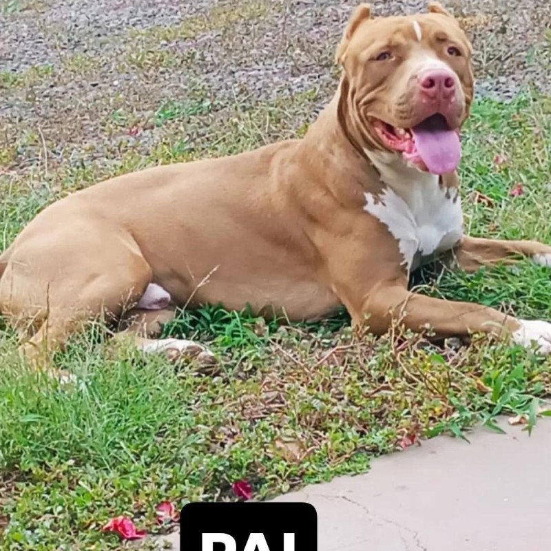 Filhotes de Pitbull - Foto 1