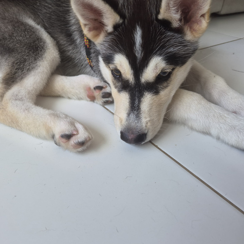 Husky Siberiano - Foto 2