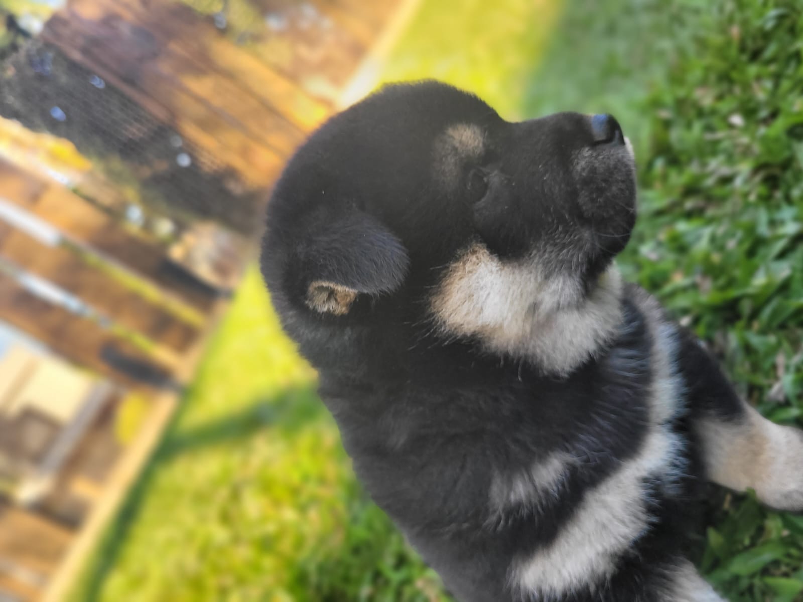 Portal Vendocão Filhotes Shiba Inu Itauna