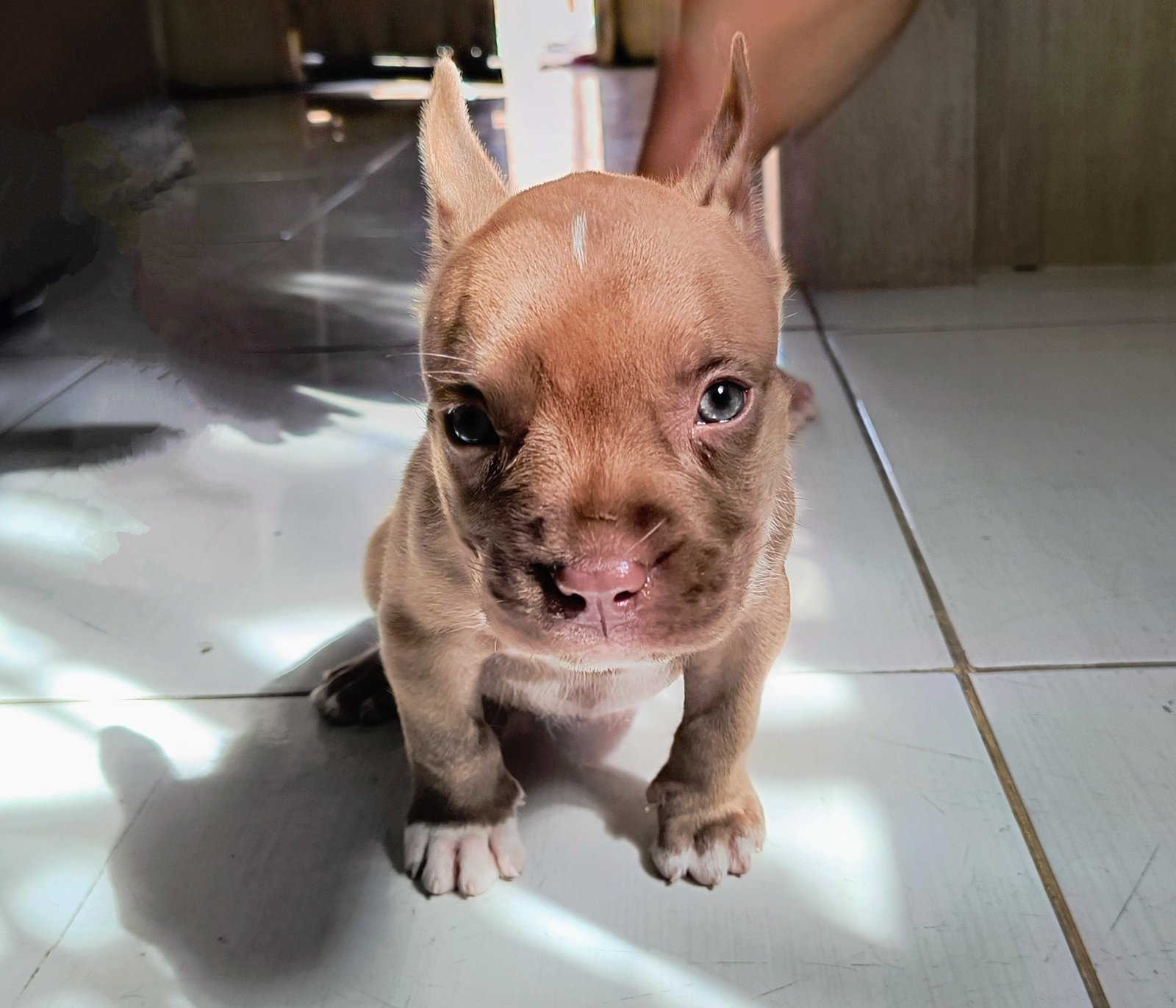 Filhote de Pit Monster com olhos azuis - Foto 1