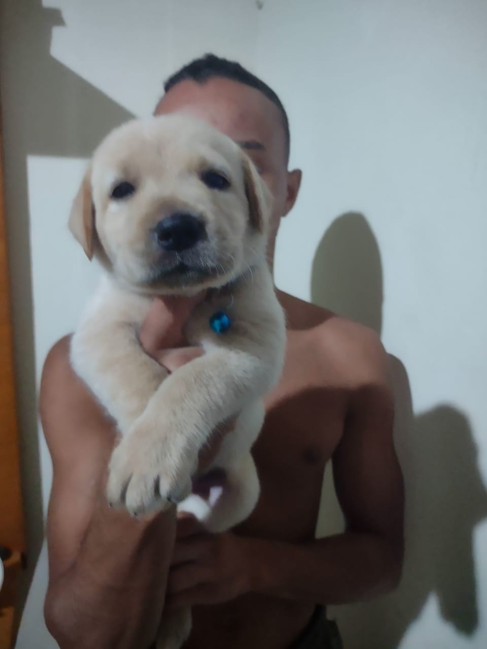Filhotes de labrador Puro 