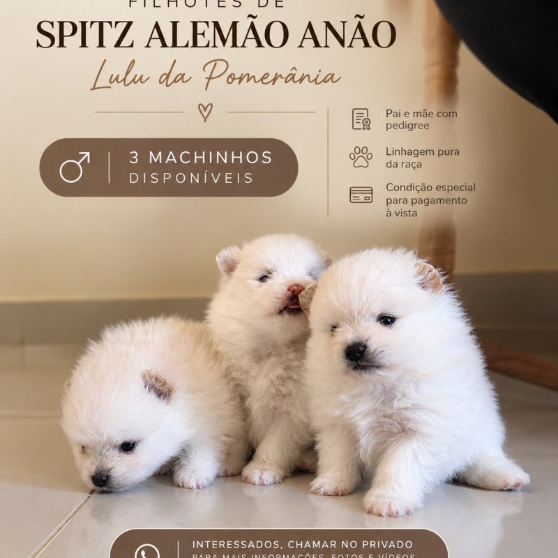 Spitz alemão anão