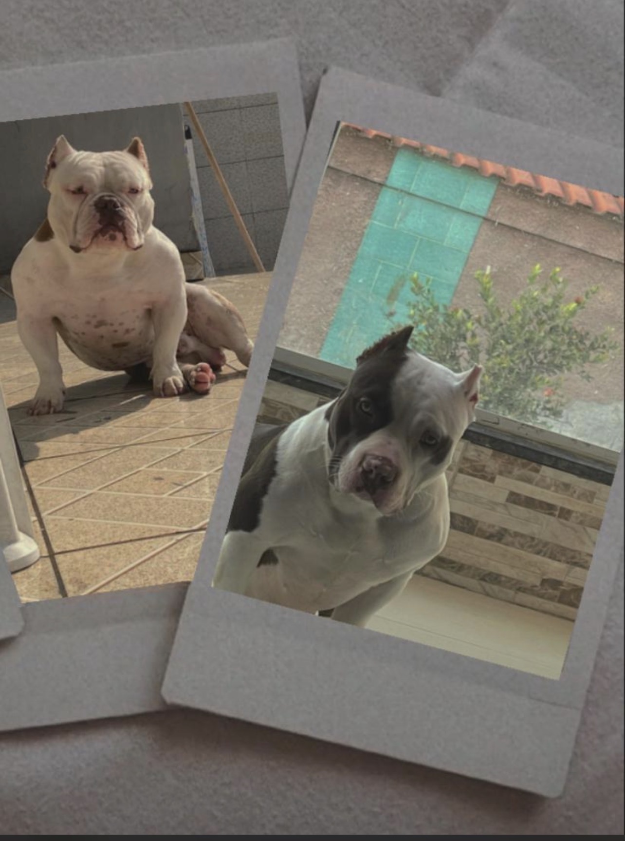 American bully - Foto 1
