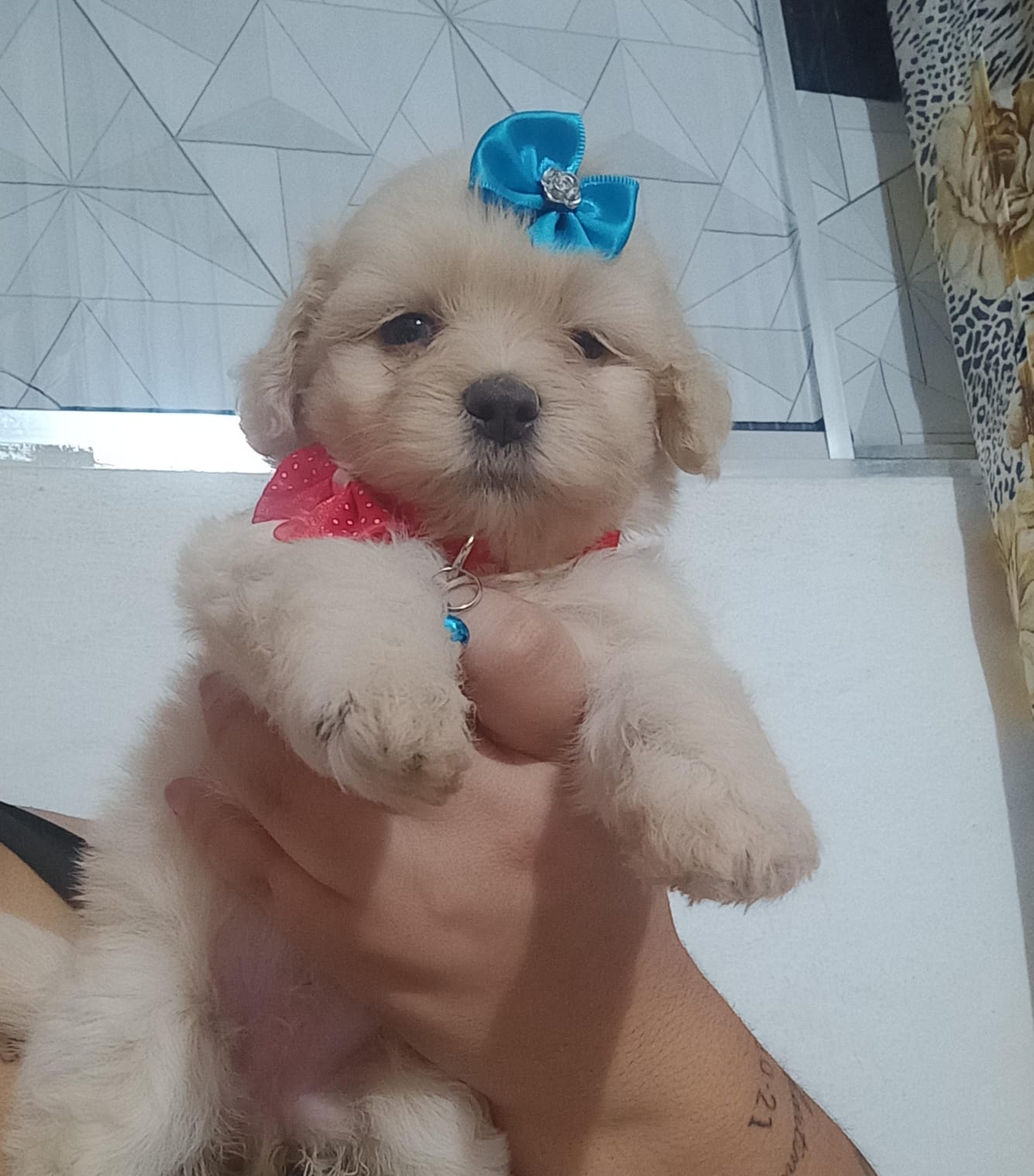 Portal Vendocão Filhotes Lhasa Apso Paulista