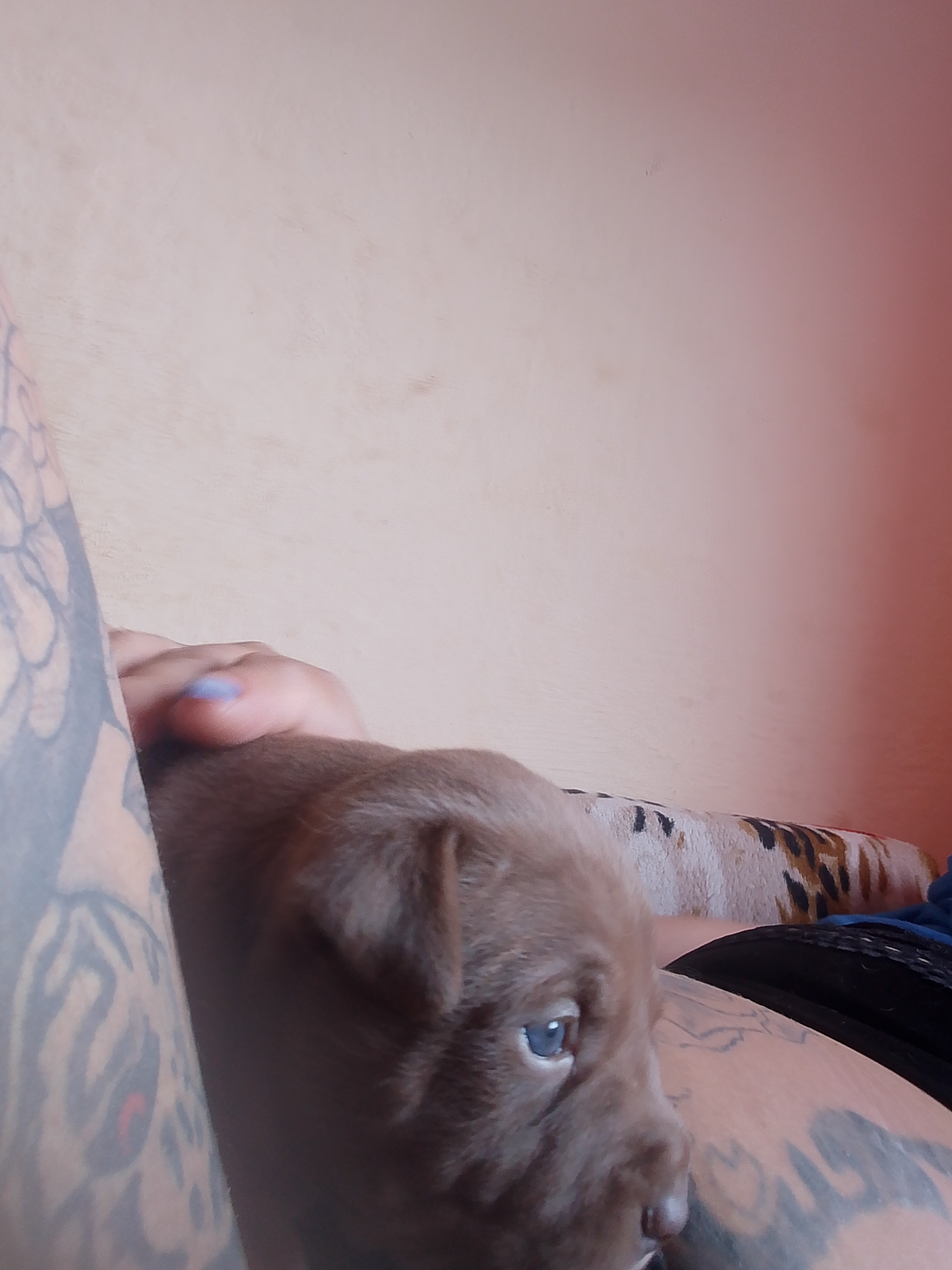 Vendo filhote Pitbull 