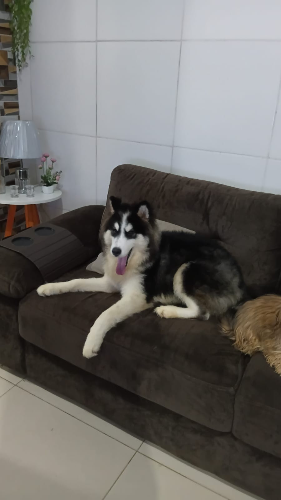 Vendo filhote 5 meses
