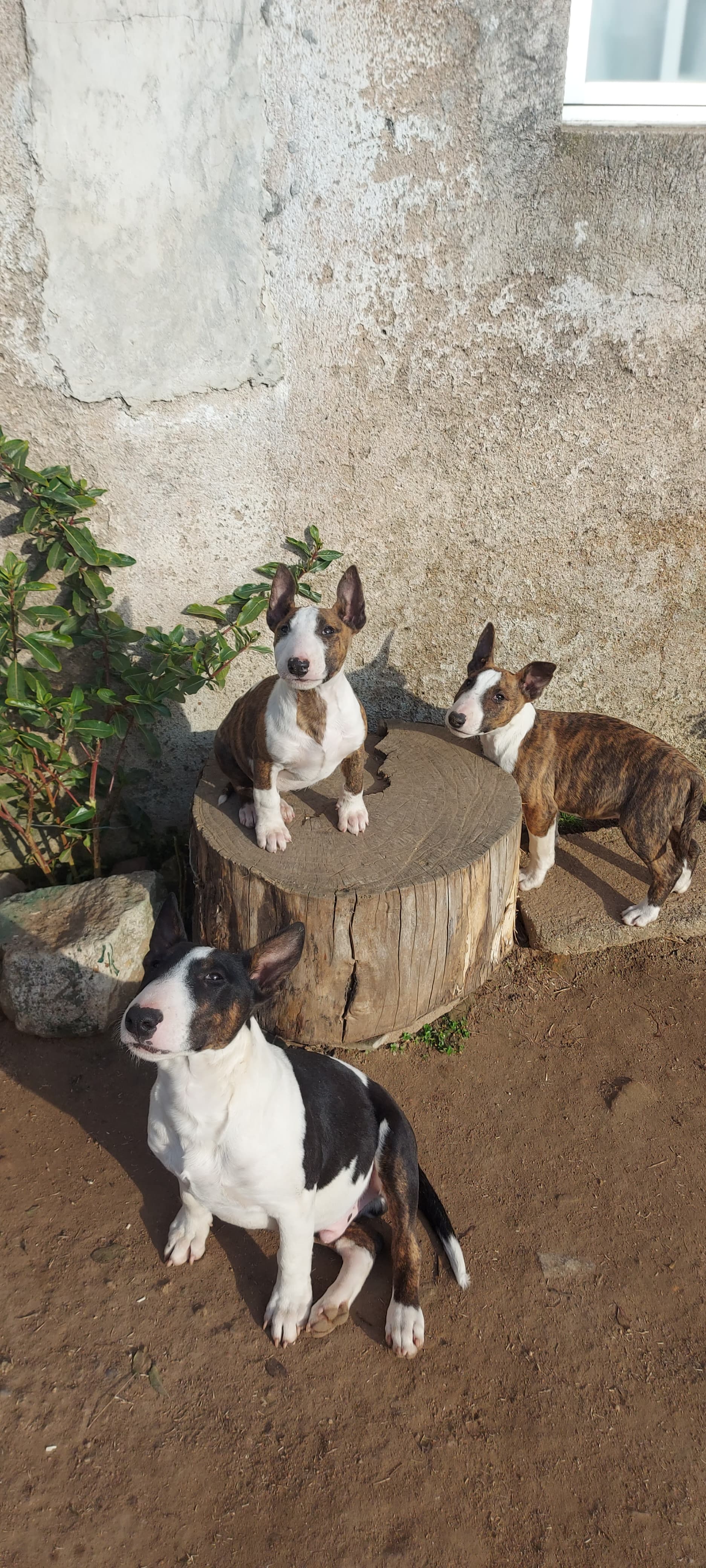 Bull Terrier 