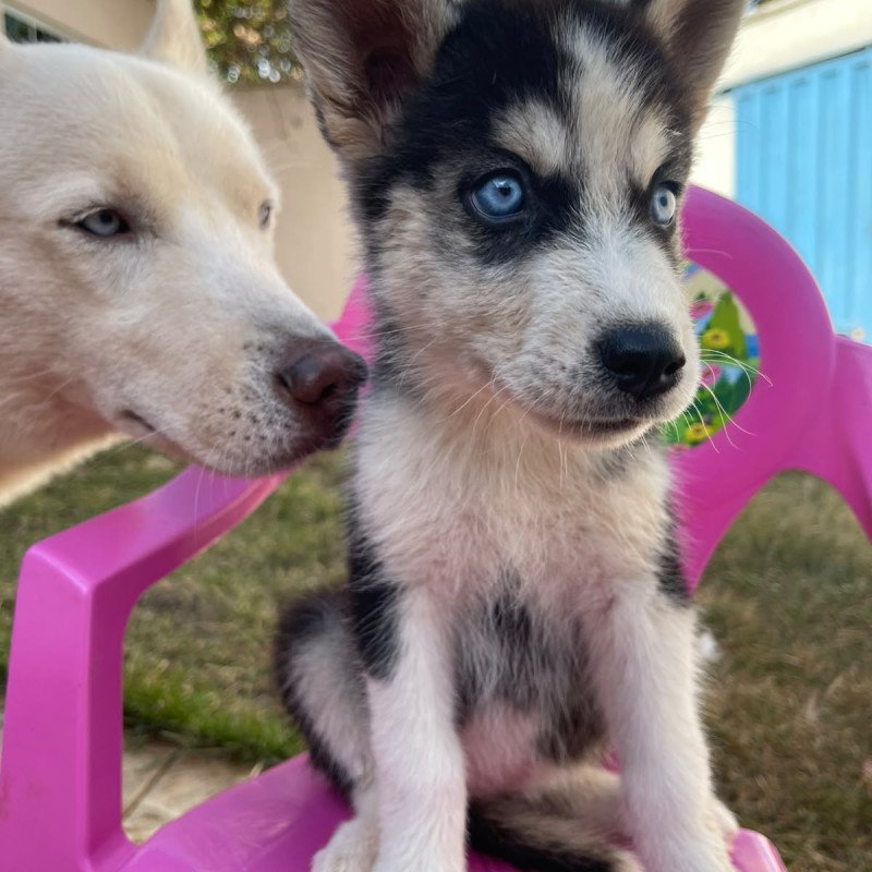 Vendo filhote Husky Siberiano Puro - Foto 1