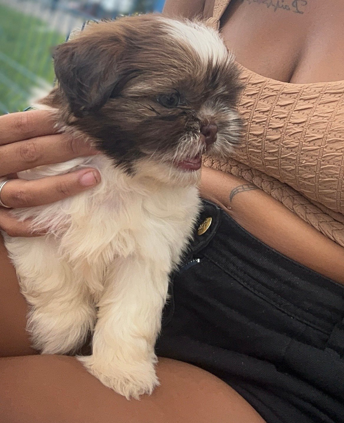 Vendo um filhote de shitzu 2 meses fêmea já com a primeira dose da vacina é vermifugada  - Foto 3