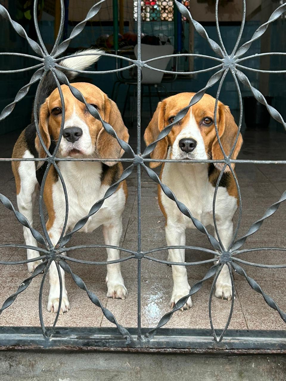 Portal Vendocão Filhote de beagle fêmea  Duque de Caxias 