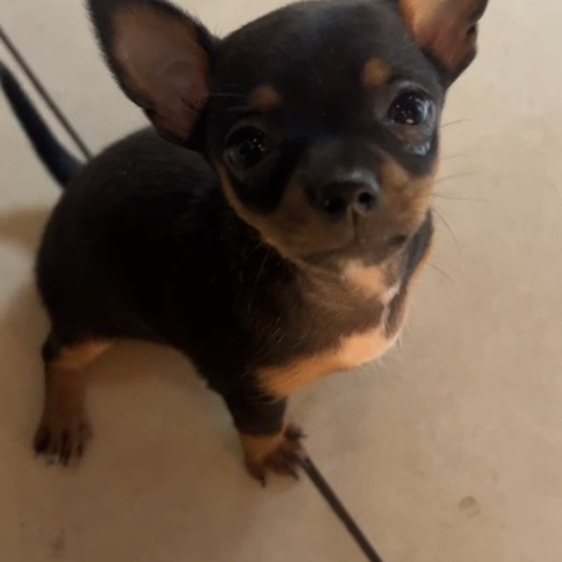 Vendo filhote pinscher fêmea. Vermeficada e primeira vacina. - Foto 2