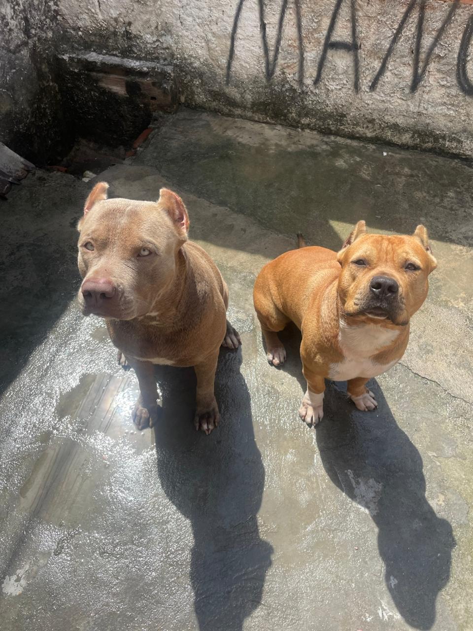 Portal Vendocão Venda de filhotes de Pitbull APBT e moste  Olinda