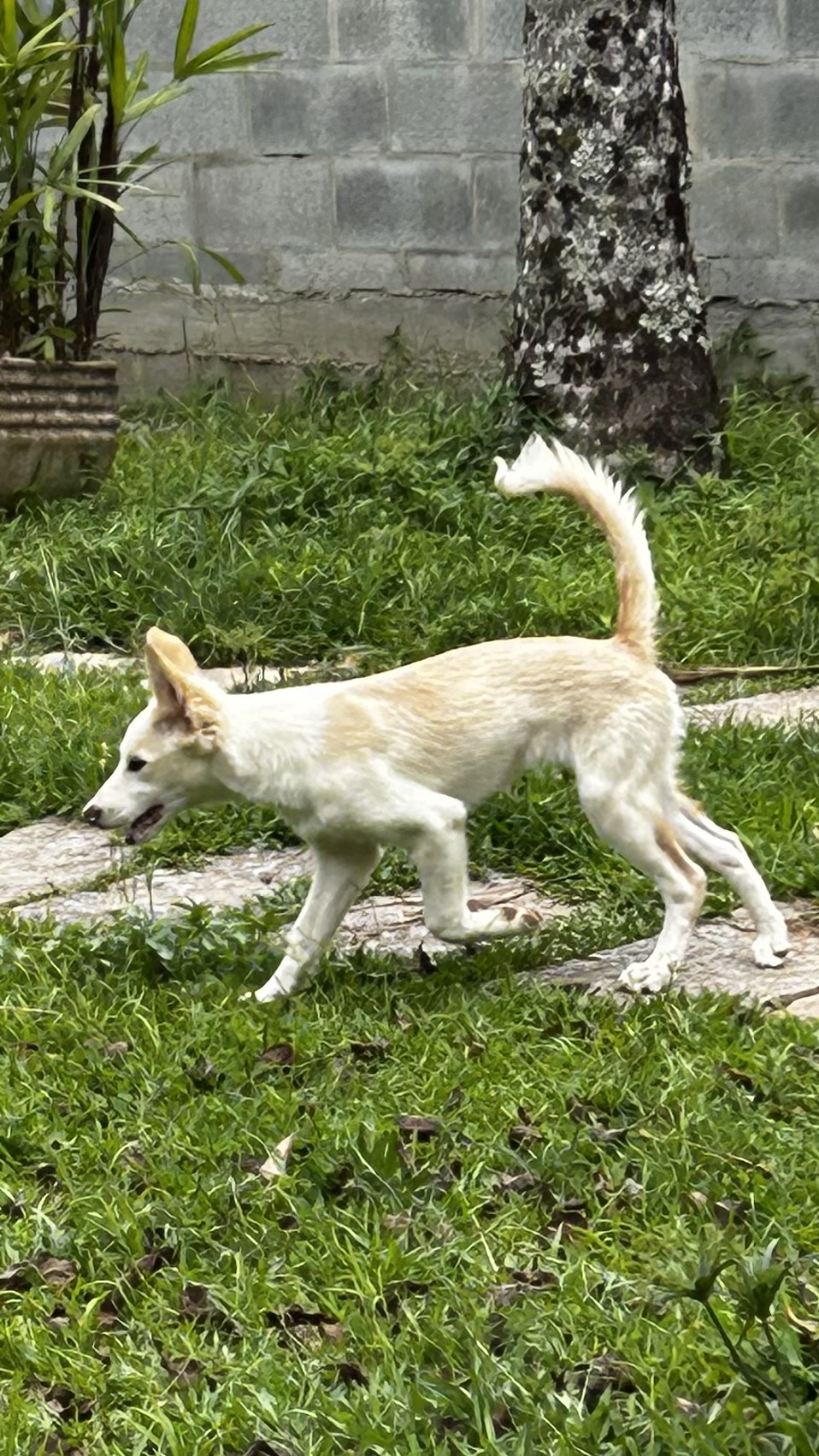 Portal Vendocão Vendo Border Collie fêmea  Itajaí 