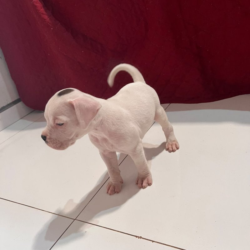 Vendo Filhotes de Cachorro Box