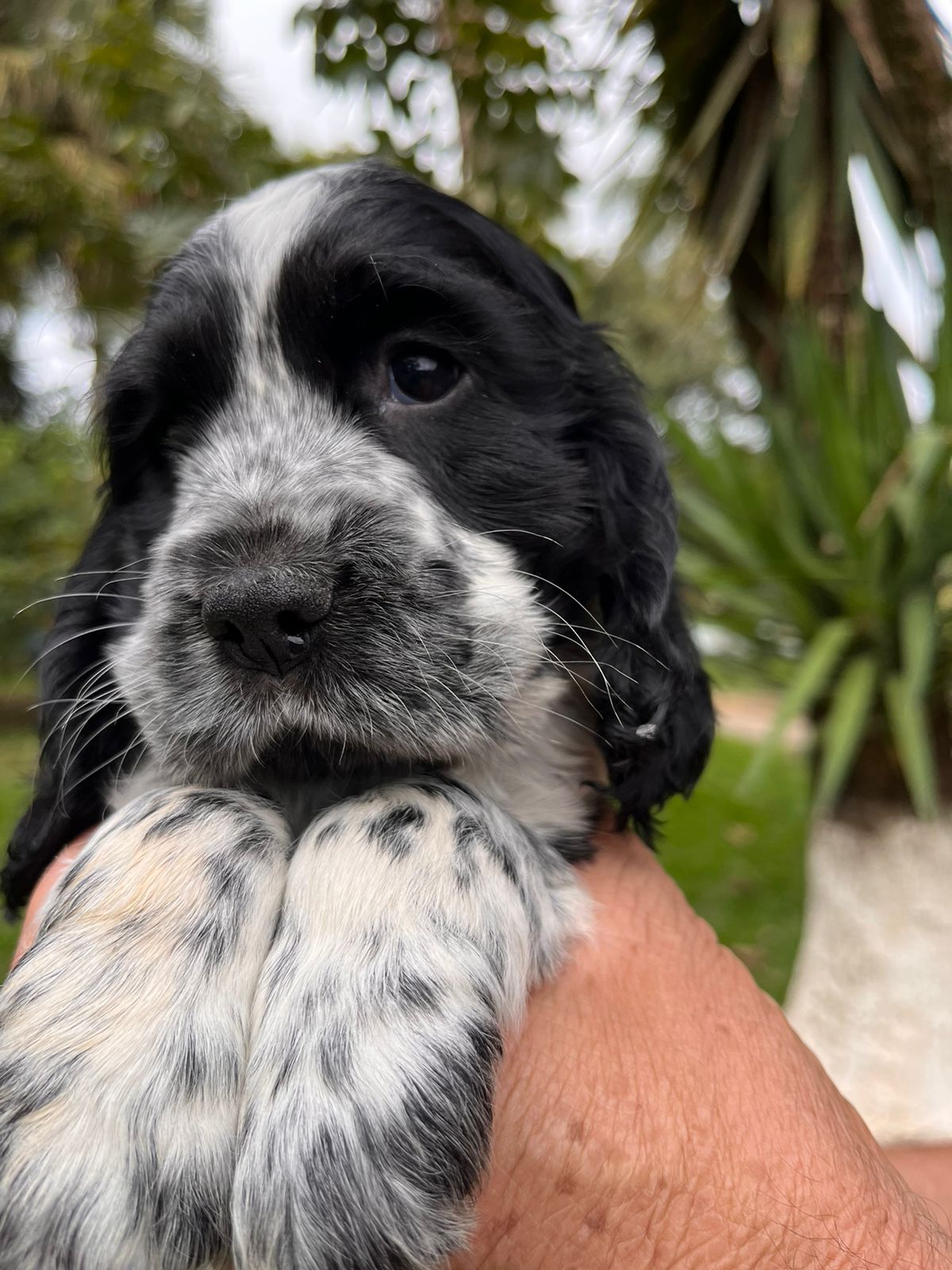 Portal Vendocão Belos Filhotes Cocker Spaniel Inglês  Campinas