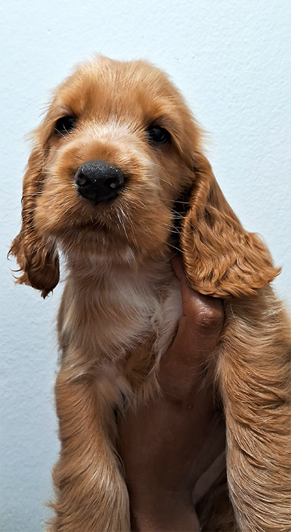 Filhotes De Cocker Spaniel Inglês - Foto 4
