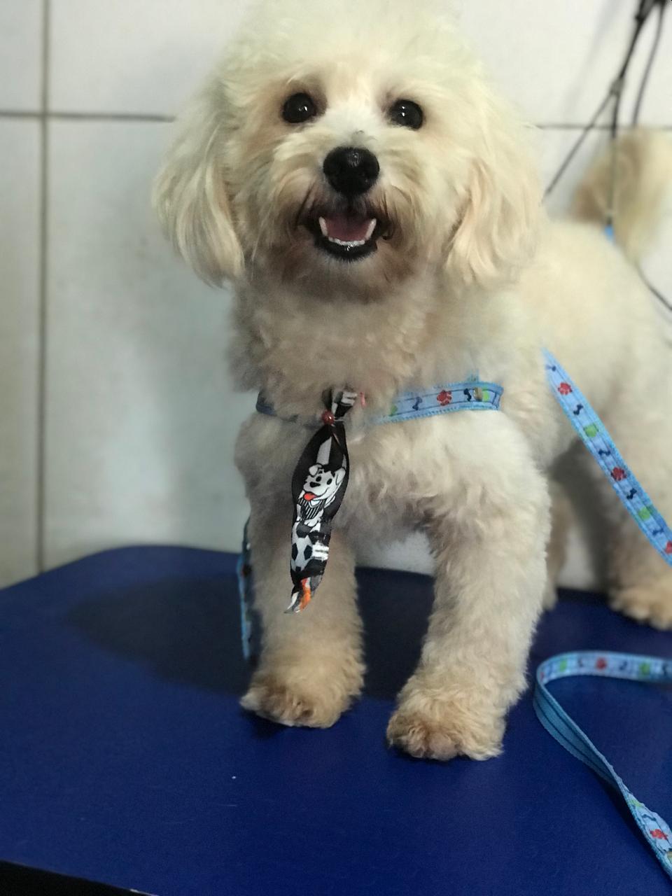 Portal Vendocão Poodle Toy Teresina