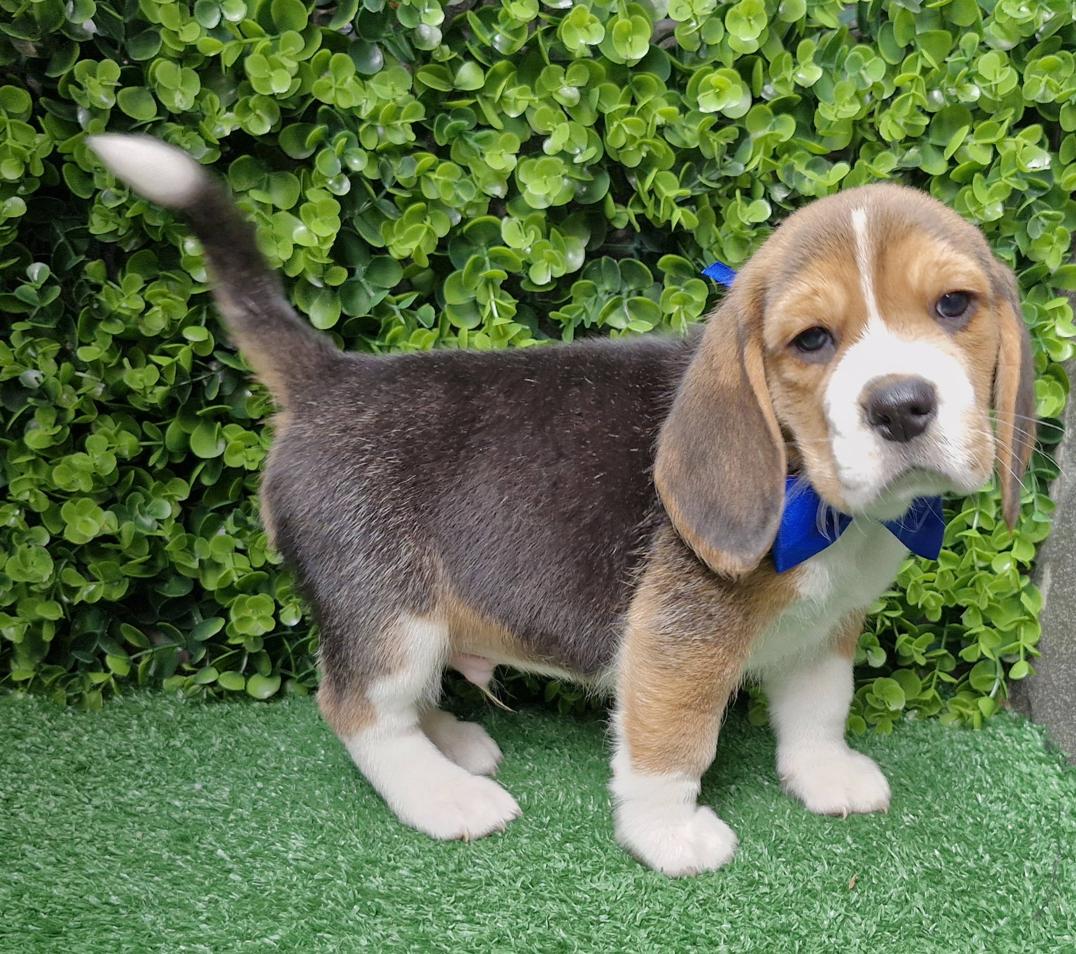 Portal Vendocão Beagle para quem exige qualidade Porto Alegre 