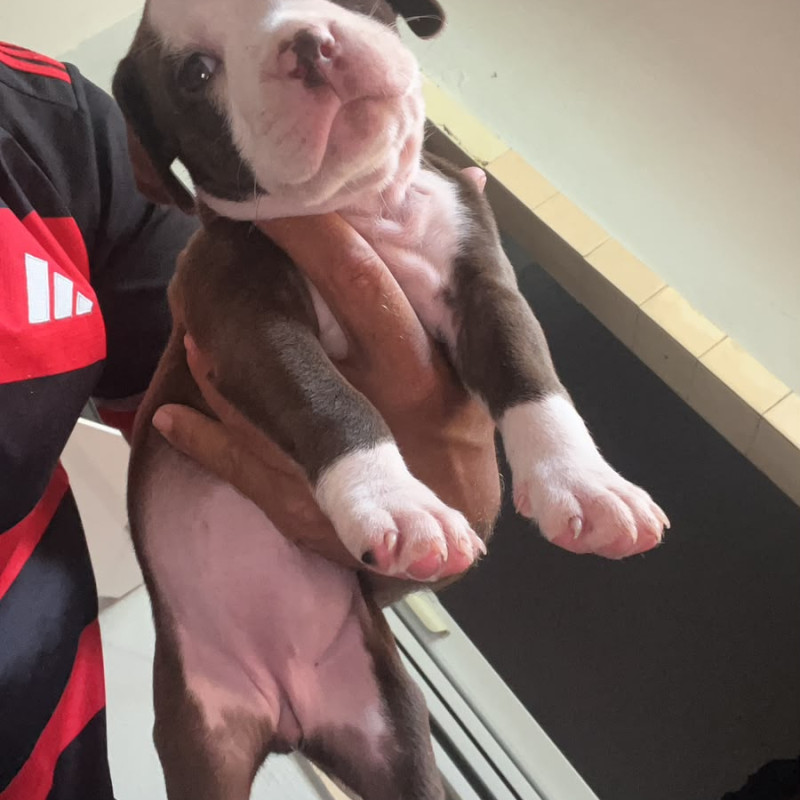 American com apbt - Foto 1