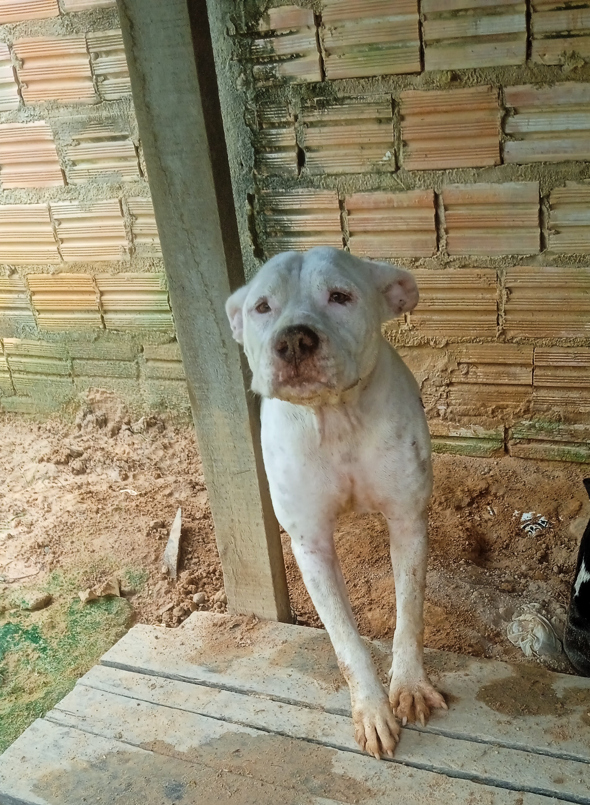 Portal Vendocão Vendo pitbull Boa Vista