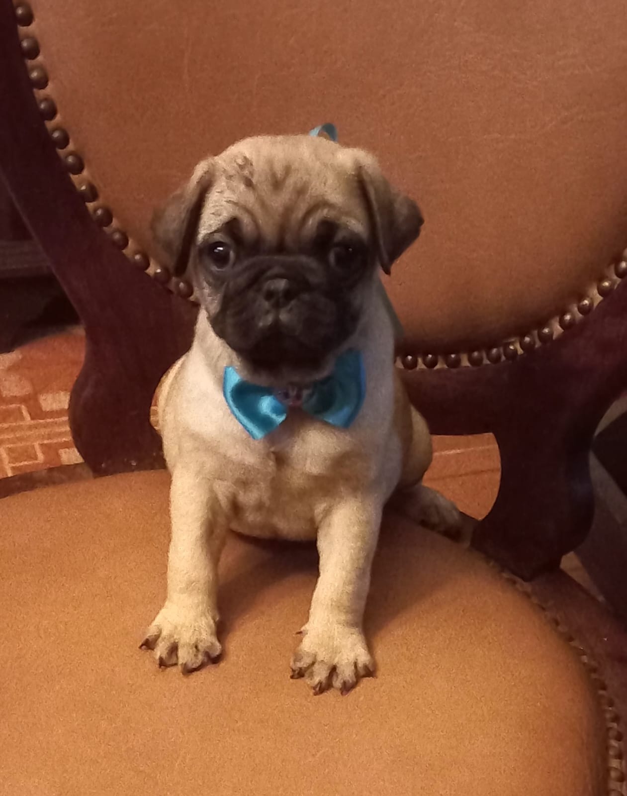 Portal Vendocão Filhotes  pug abricot machos  Cotia
