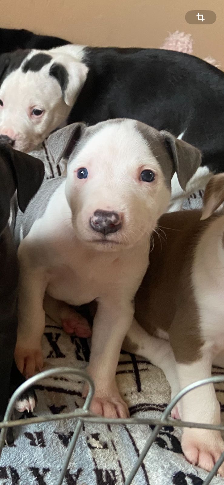 Portal Vendocão Vendo filhote de pit bull  Curitiba 