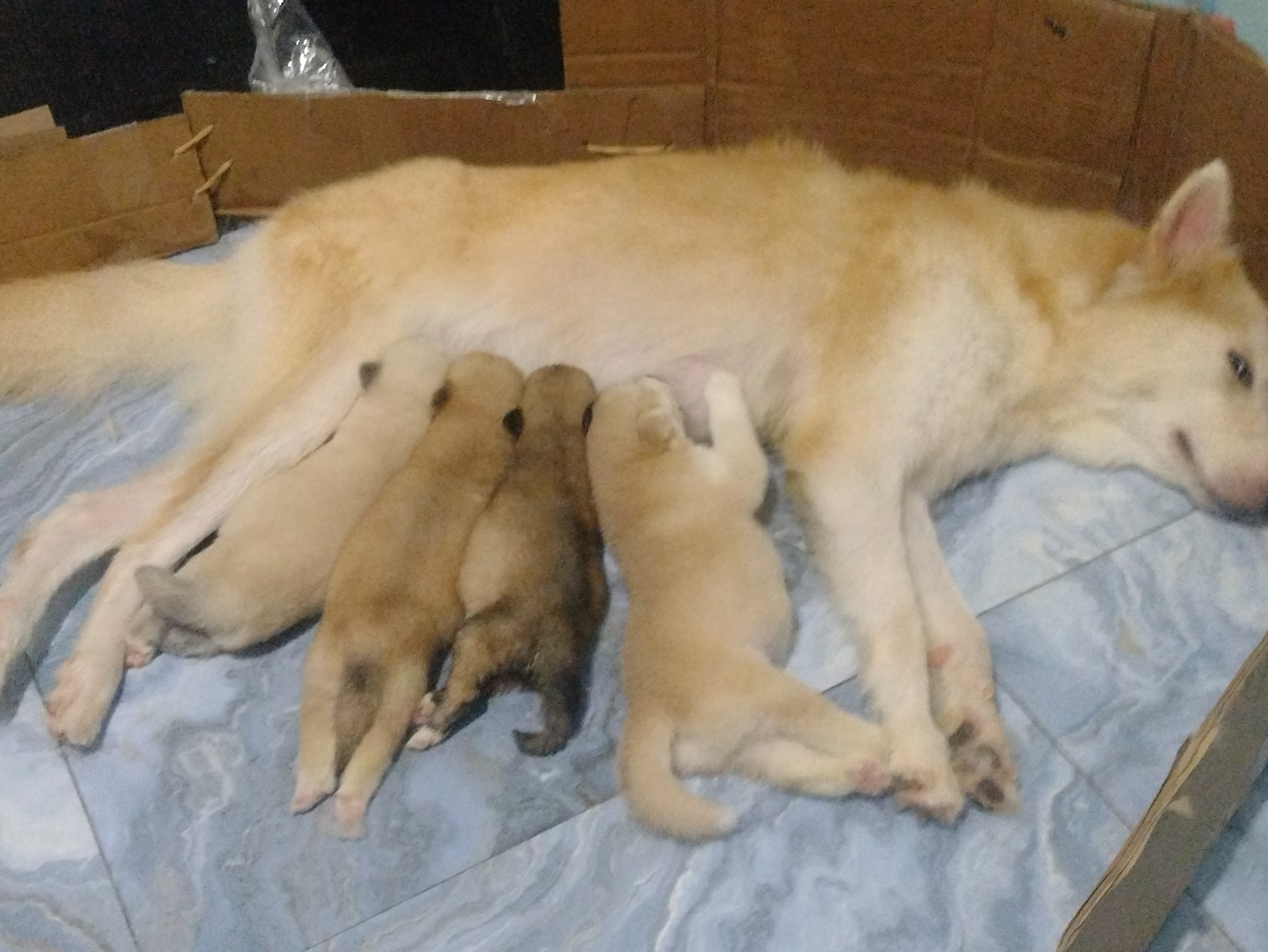 Portal Vendocão Filhotes de husky siberiano Lauro de Freitas