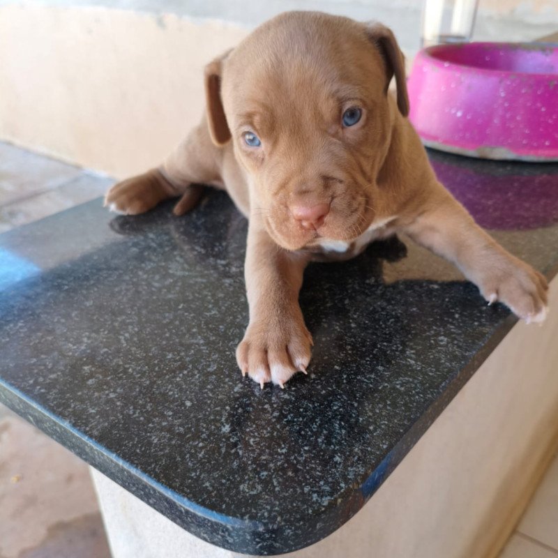 Filhotes de Pitbull - Foto 5