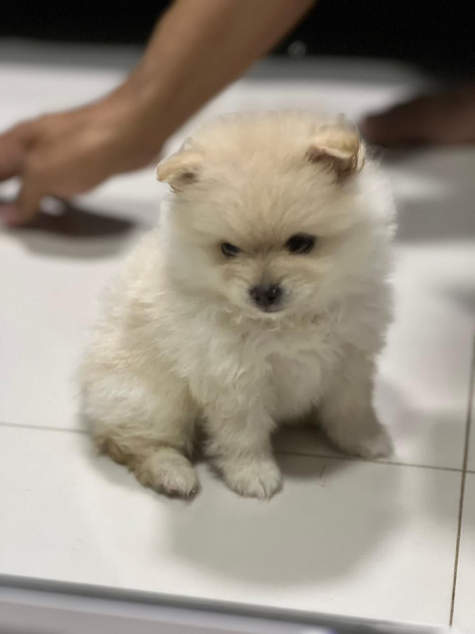 Portal Vendocão  Vendo Filhote de Lulu da Pomerânia Brasília