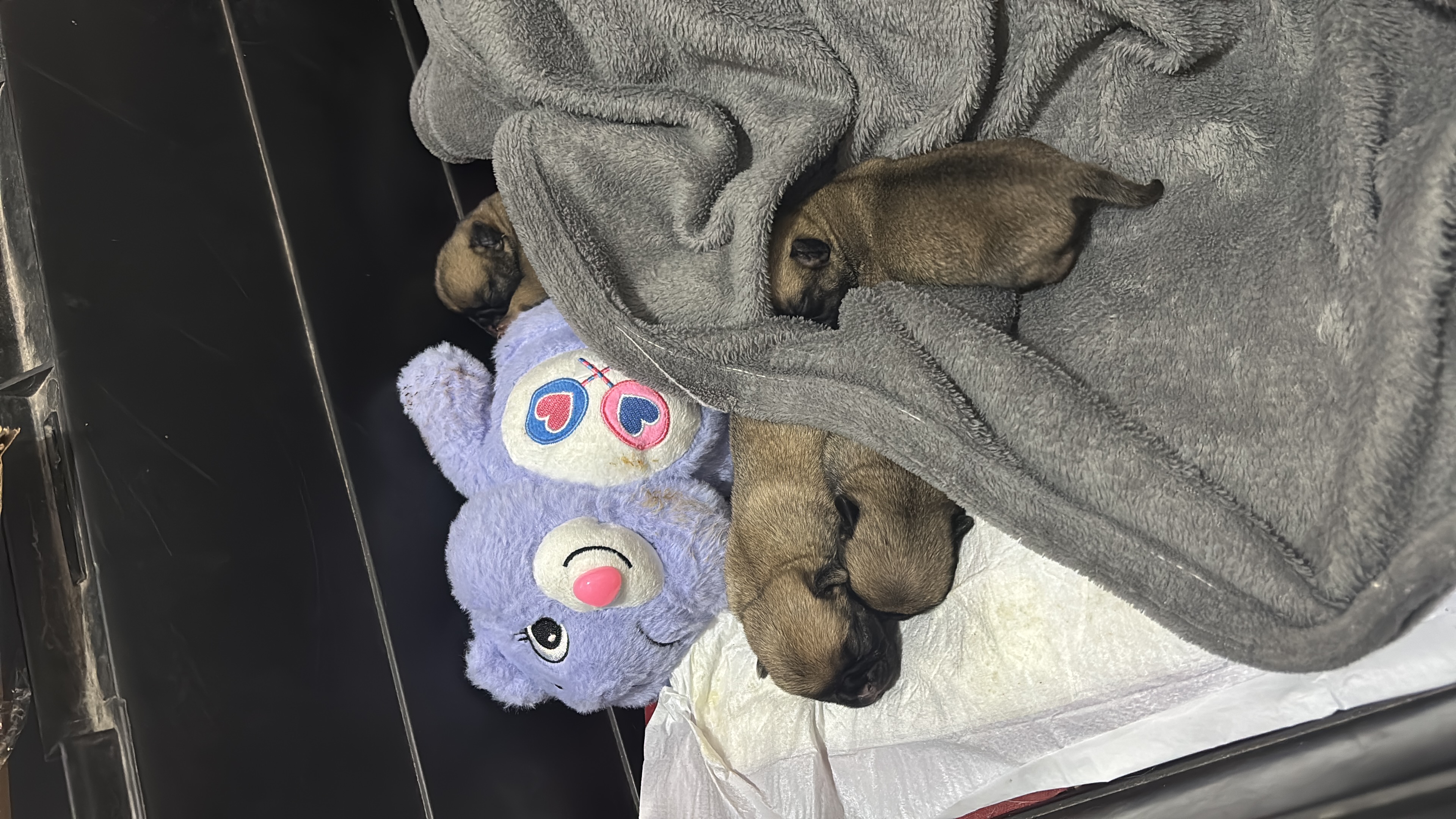 Portal Vendocão Pug p venda  Pinhais 