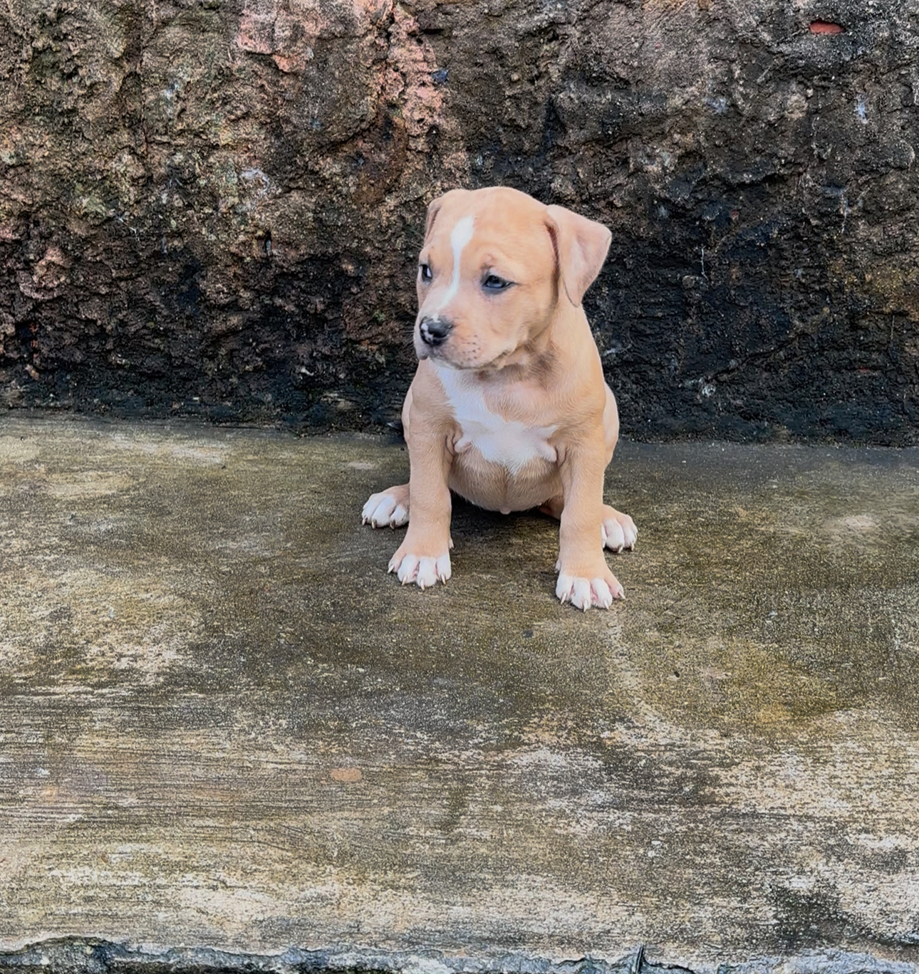 Portal Vendocão Filhotes de Pitbul  Salvador 