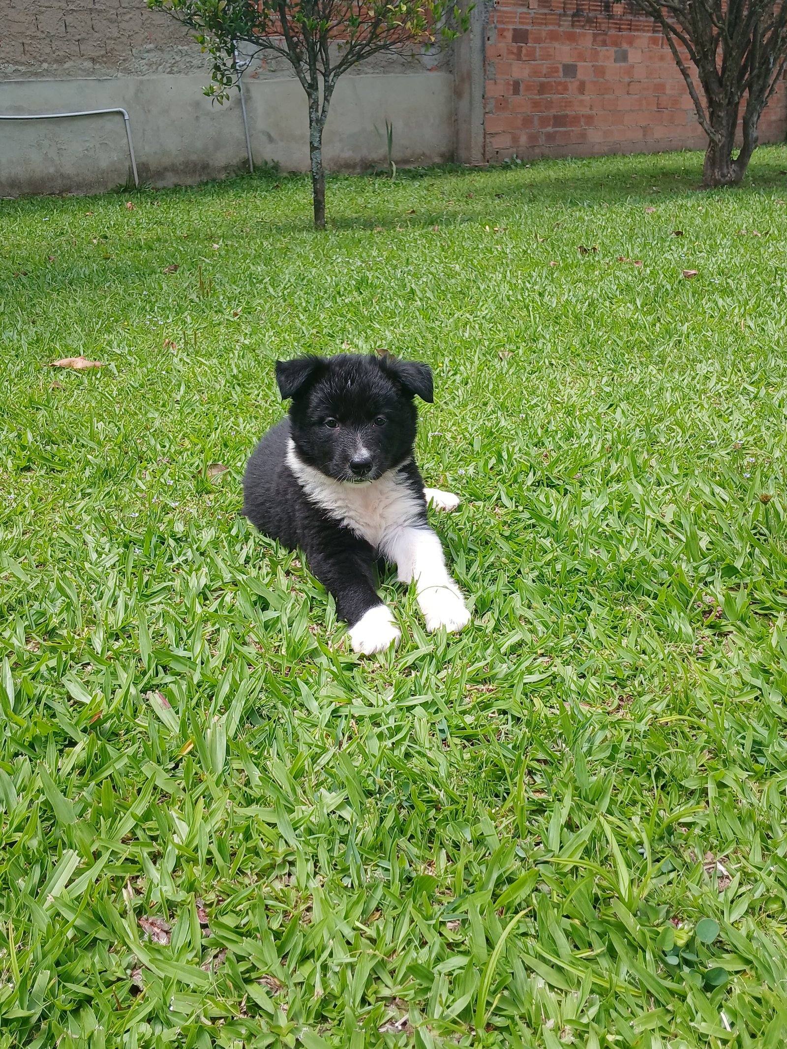 Filhote Border Collie - Foto 1