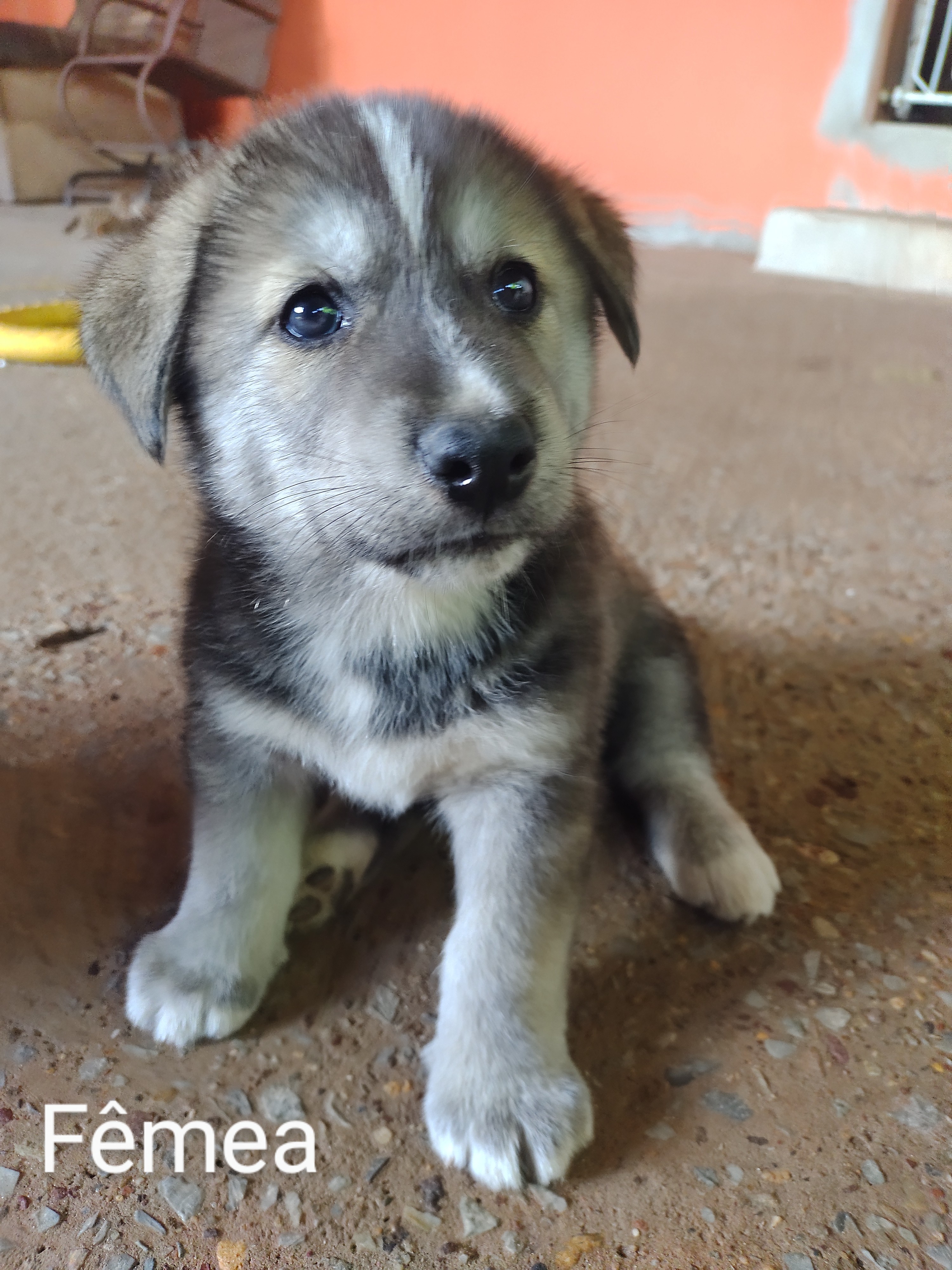 Portal Vendocão Filhotes de Husky com Akita Inu  Águas Lindas de Goiás