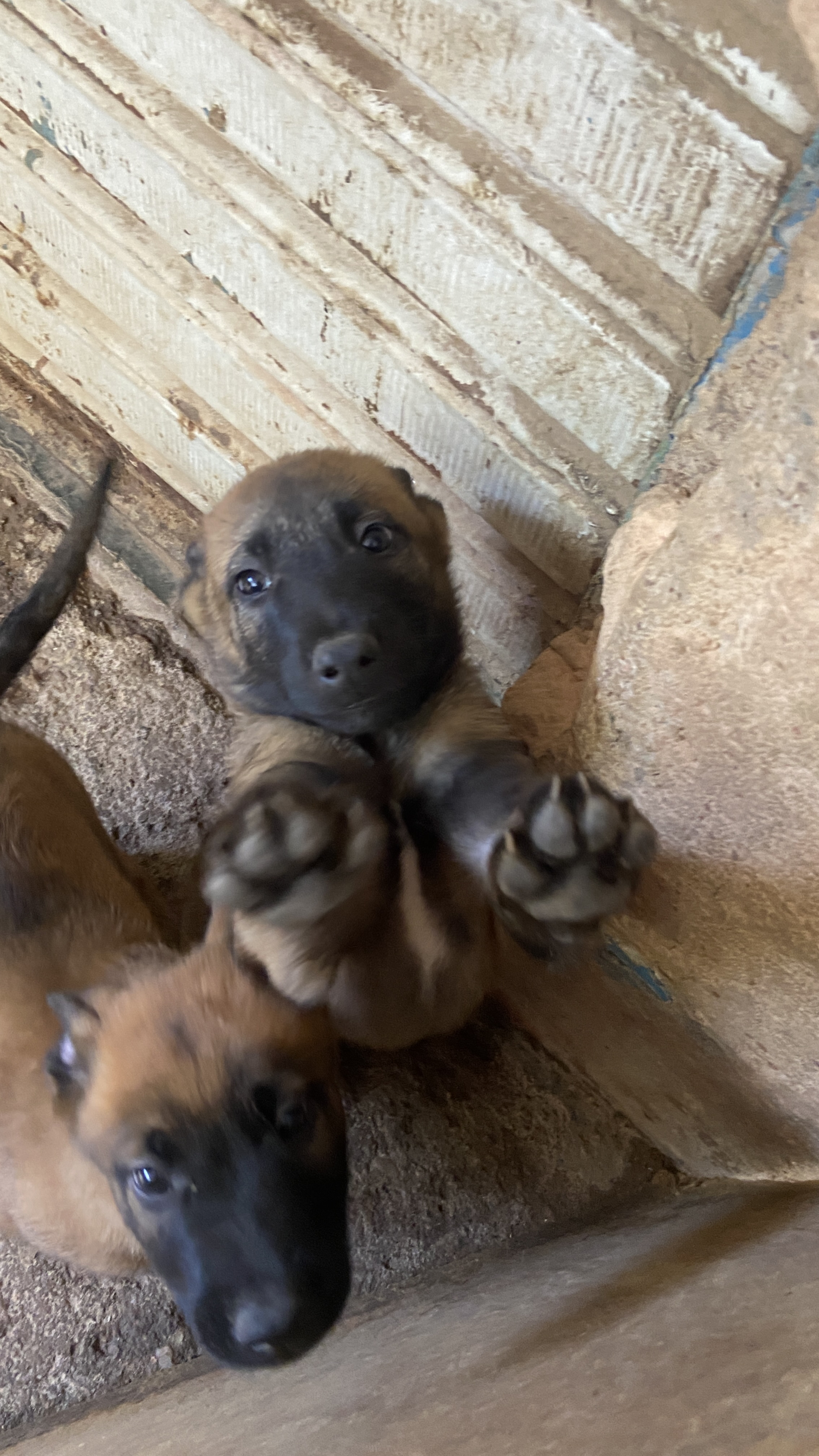Portal Vendocão Filhote de Pastor Belga Malinois  Santa Maria DF