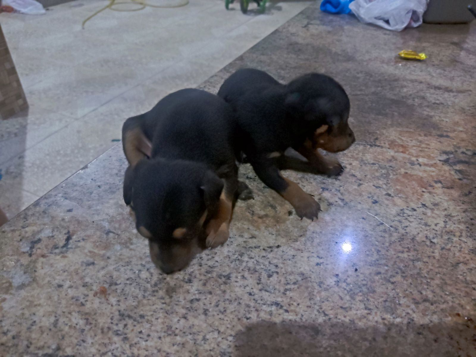 Portal Vendocão Vendo duas cachorras pincher, 300 reais cada Vitória