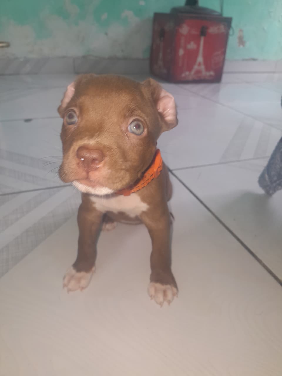 Portal Vendocão Cachorro pitibul pura filhote fêmea  São luis